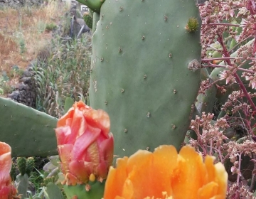 La Gomera